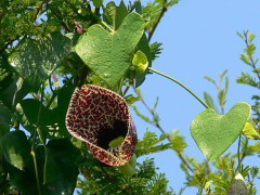 Aristoloquia/Calico flower