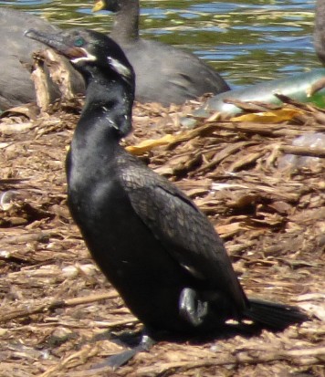 Biguá/Neotropic Cormorant