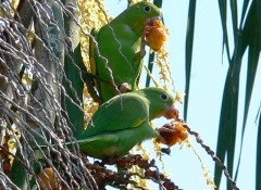 Catita chirirí/Yellow-chevroned Parakeet