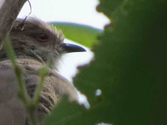 Cuclillo chico/Ash-coloured Cuckoo