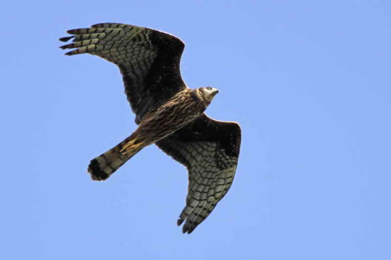 Gavilán planeador/Long-winged Harrier