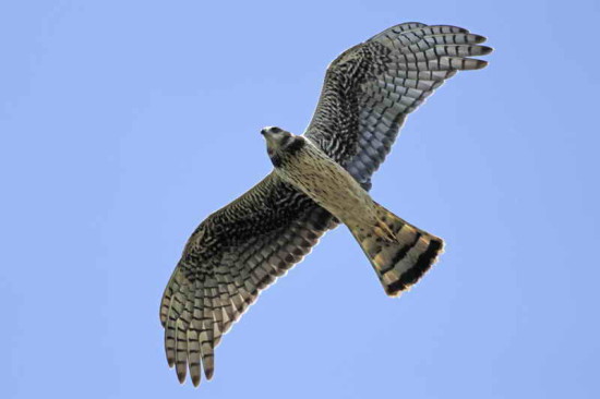 Gavilán planeador/Long-winged Harrier