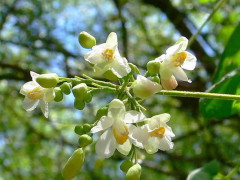 Globito cipó/Balloon vine