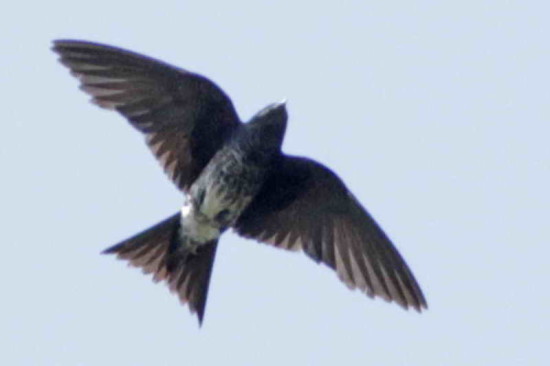 Golondrina negra/Southern Martin