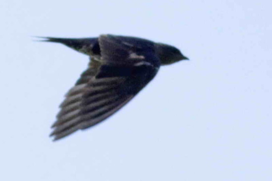 Golondrina negra/Southern Martin