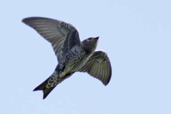 Golondrina negra/Southern Martin