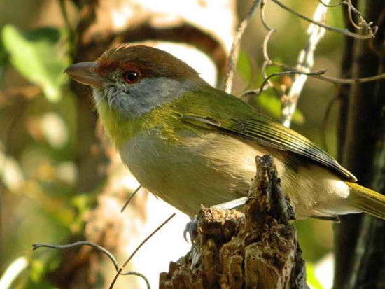 Juan Chiviro/Rufous-browed Peppershrike