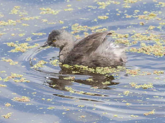 Macá gris/Least Grebe