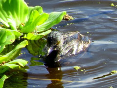 Macá gris/Least Grebe