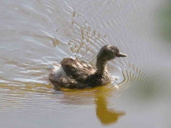 Macá gris/Least Grebe