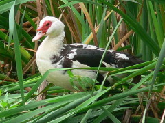 Pato criollo/Domestic Duck