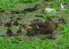 Pato picazo/Rosy-billed Pochard