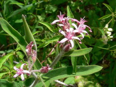 Plumerillo negro/Pink flowered tweedia