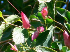 Sacha huasca/Dolichandra cynanchoides