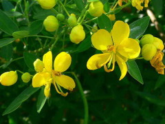 Sen del campo/Buttercup tree