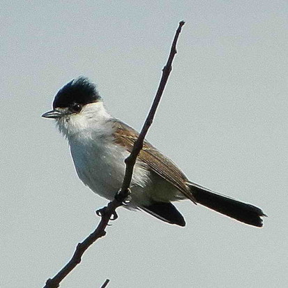 Tijerilla/White-naped Xenopsaris