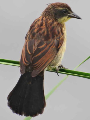 Varillero negro/Unicoloured Blackbird