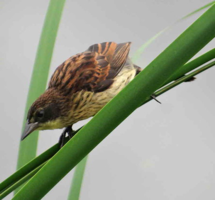 Varillero negro/Unicoloured Blackbird
