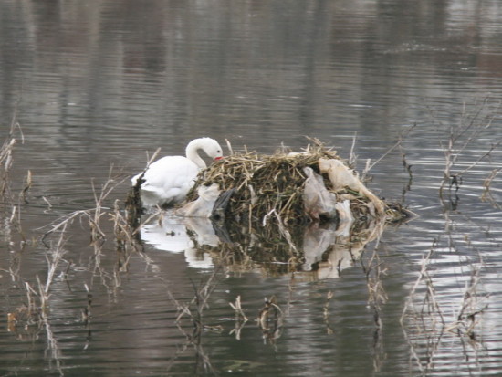 Coscoroba/Coscoroba swan