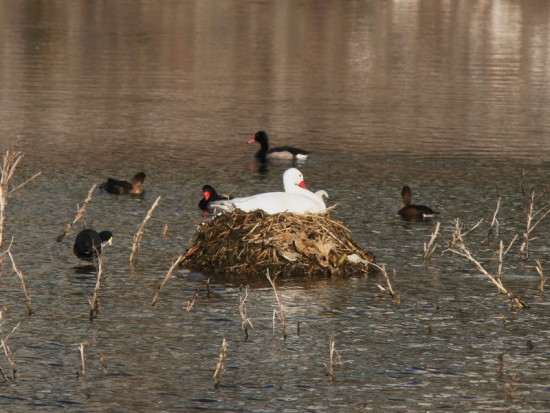 Coscoroba/Coscoroba Swan