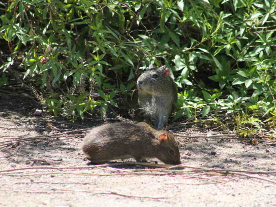 Cuis/Brazilian Guinea Pig