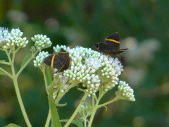 Danzarina chica/Lyssipoides Metalmark