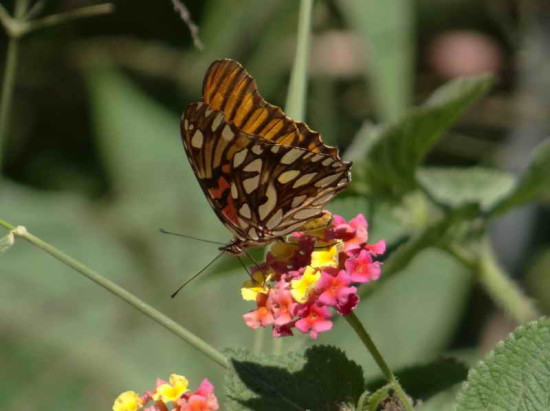 Moneta/Mexican Silverspot