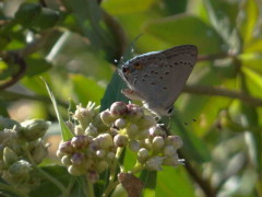 Frotadora común/Eurytulus Scrub-Hairstreak