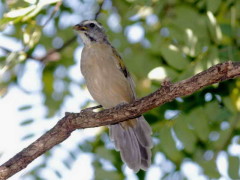 Pepitero verdoso/Green-winged Saltator