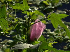 Rosa de río/Striped Rosemallow
