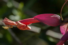 Sacha huasca/Dolichandra cynanchoides