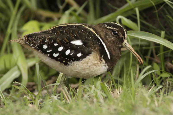 Aguatero/South American Painted-Snipe