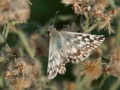 Ajedrezada de lunar/American White Skipper