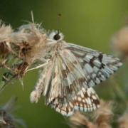 Ajedrezada de lunar/American White Skipper