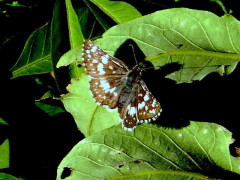 Ajdrezada menorArgentine Checkered Skipper