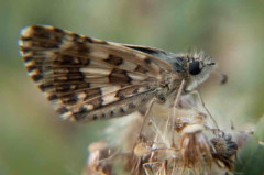 Ajdrezada menorArgentine Checkered Skipper