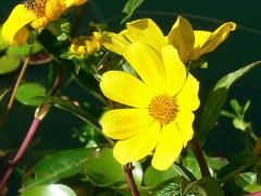 Bidens laevis/Smooth beggartick