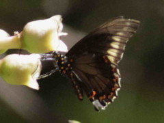 Borde de oro/Polydamas Swallowtail