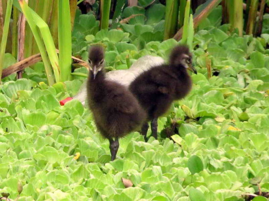 Caraú/Limpkin