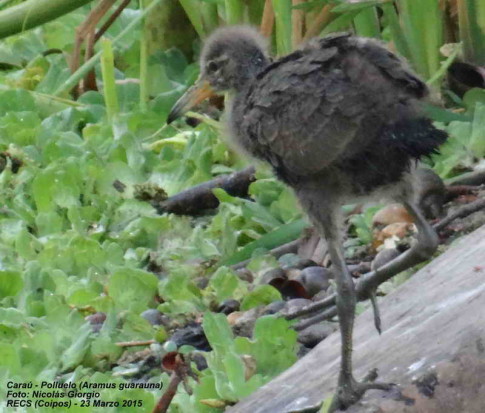 Caraú/Limpkin