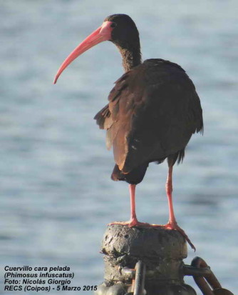 Cuervillo cara pelada/Bare-faced Ibis