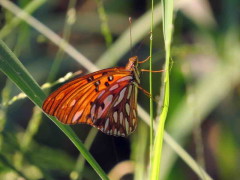 Espejitos/Gulf Fritillary