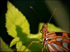 Espejitos/Gulf Fritillary