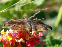 Falcada ribereña/Dichrous Skipper