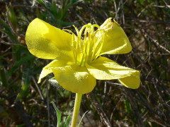 Flor de la oración/Longflower evening primrose