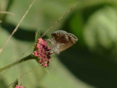 Frotadora enana/Lantana Scrub-Hairstreak