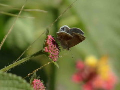 Frotadora enana/Lantana Scrub-Hairstreak