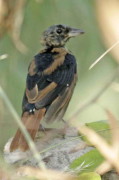 Frutero negroJ/White-lined Tanager J