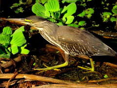 Garcita azulada/Striated Heron