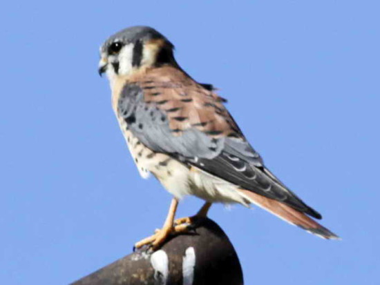 Halconcito colorado/American Kestrel